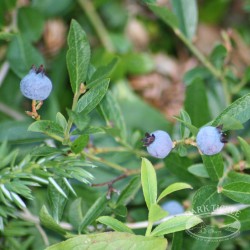 Wild blueberries