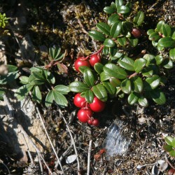 Partridgeberries