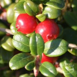 Partridgeberries