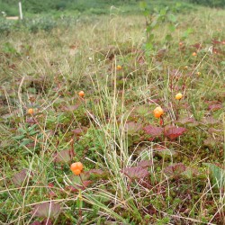 Bakeapples!