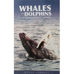 Whales and Dolphins of NL