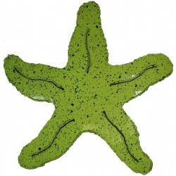 Sea Star