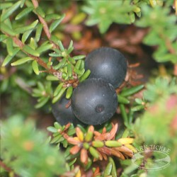 Crowberries