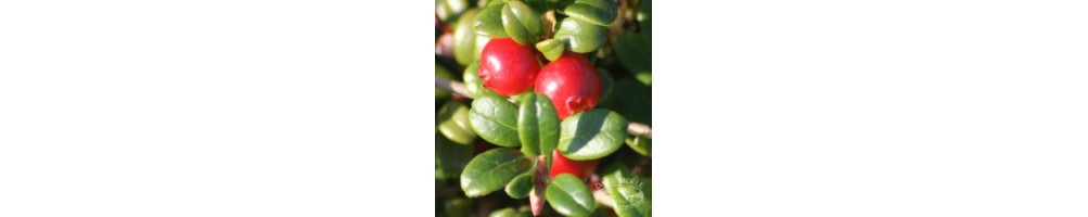 Partridgeberry