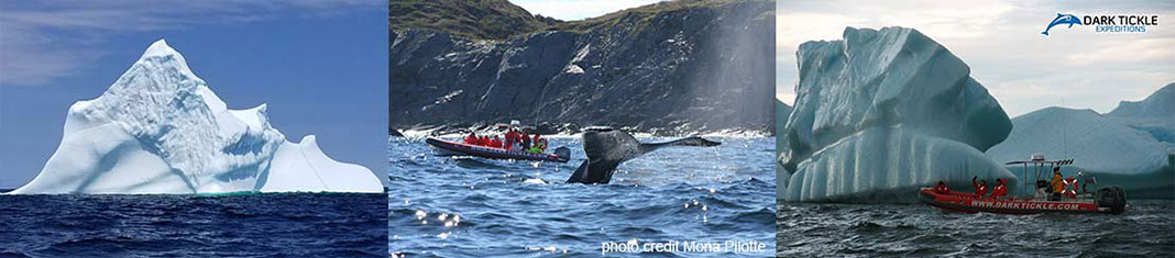 Dark Tickle Expeditions Icebergs, Whales & Wild Berries